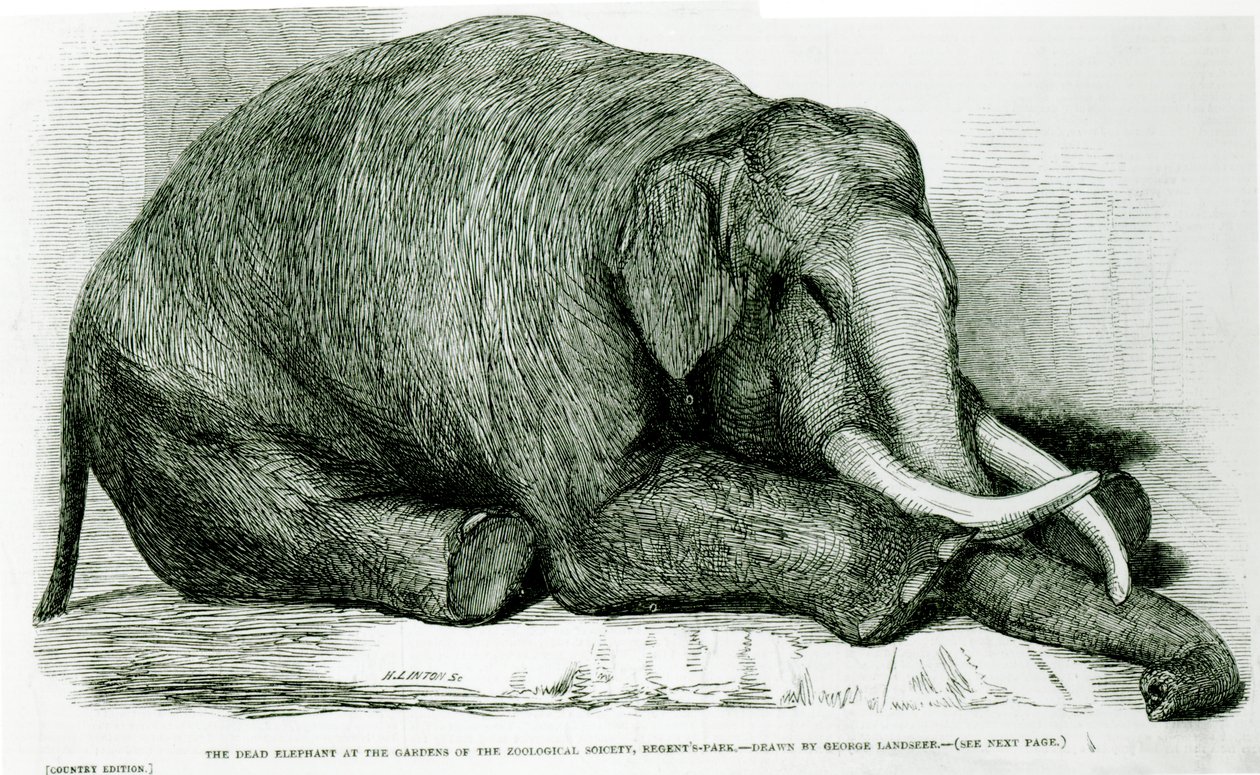 Der tote Elefant in den Gärten der Zoologischen Gesellschaft, Regents Park, aus 