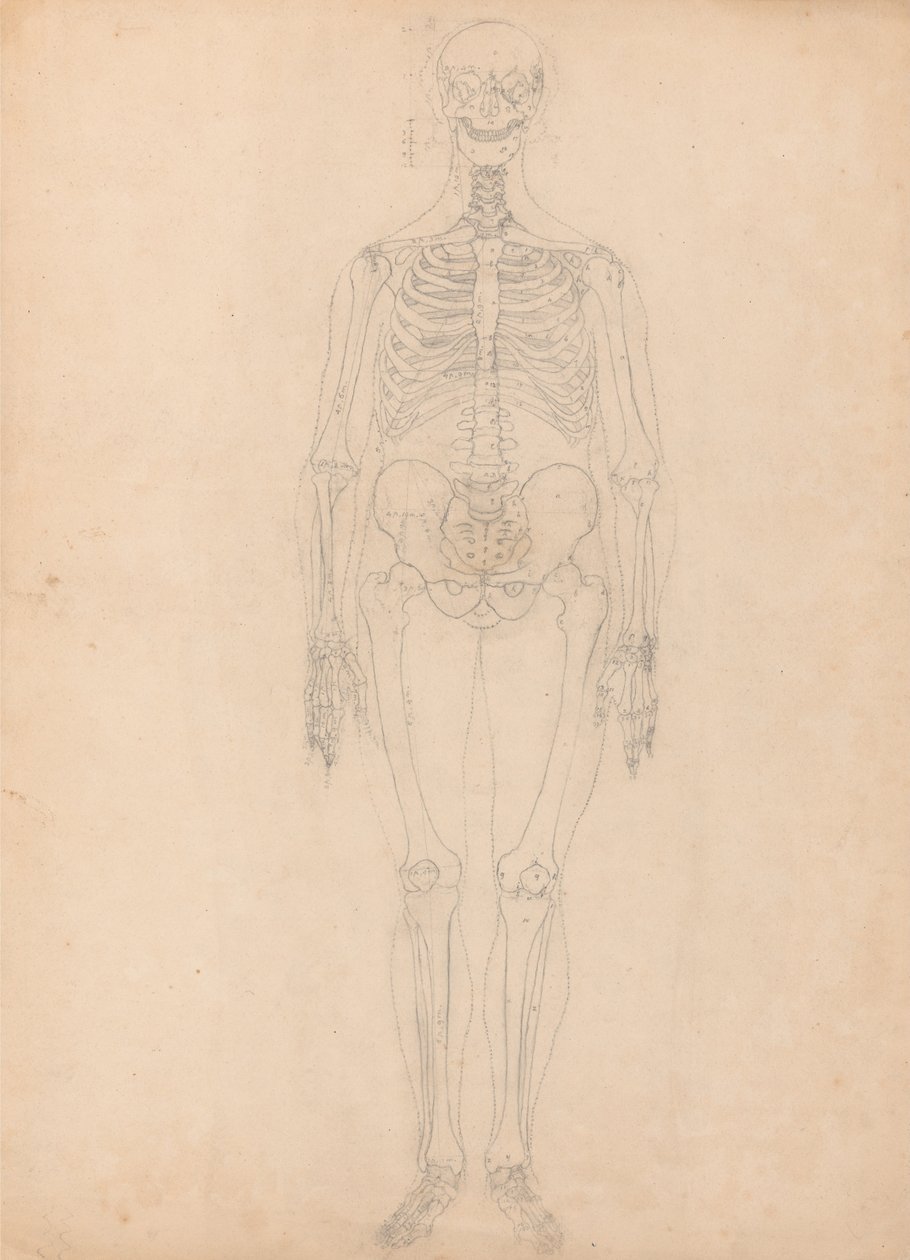 Vergleichende anatomische Darstellung der Struktur des menschlichen Körpers mit der eines Tigers und einer Kuh von George Stubbs