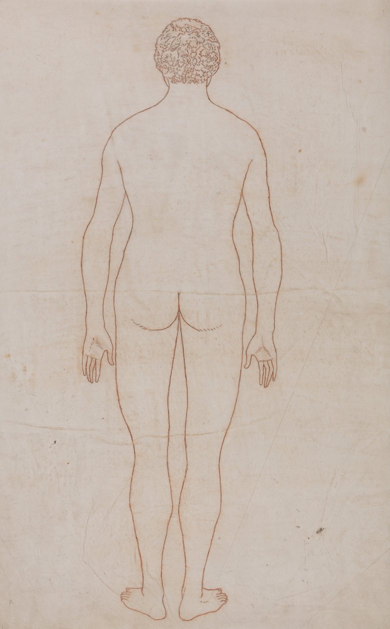Eine vergleichende anatomische Darstellung der Struktur des menschlichen Körpers mit der eines Tigers und einer Kuh von George Stubbs