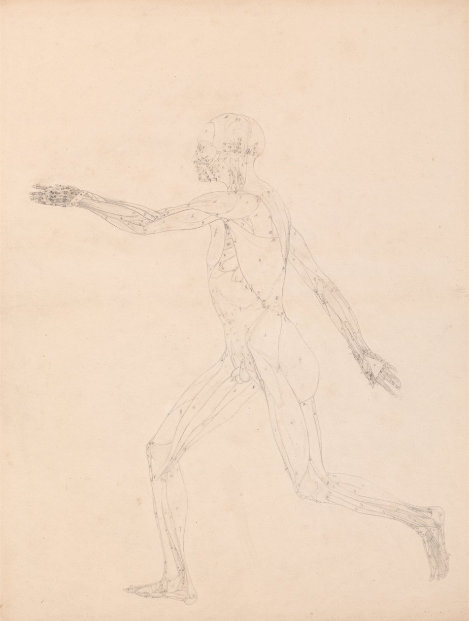 Vergleichende anatomische Darstellung der Struktur des menschlichen Körpers mit der eines Tigers und einer Kuh von George Stubbs
