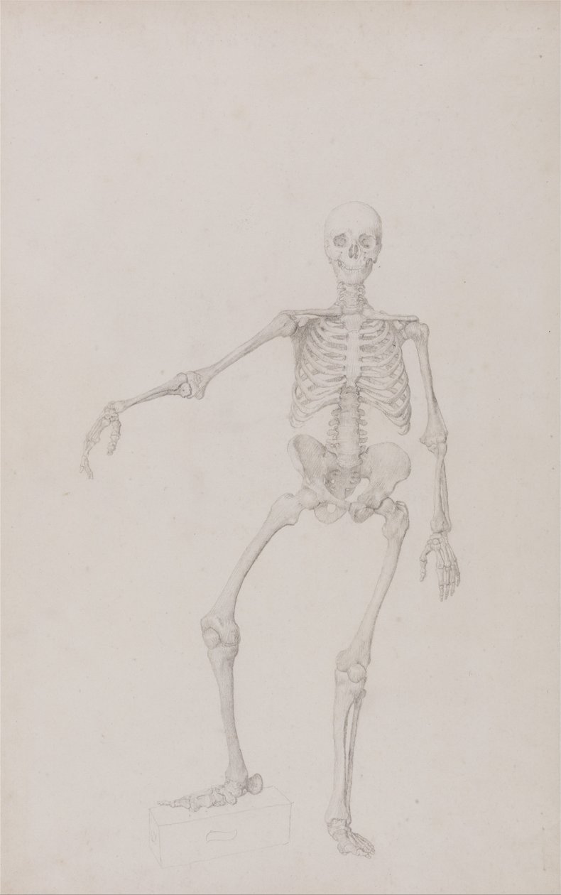 Vergleichende anatomische Darstellung der Struktur des menschlichen Körpers mit der eines Tigers und einer Kuh von George Stubbs