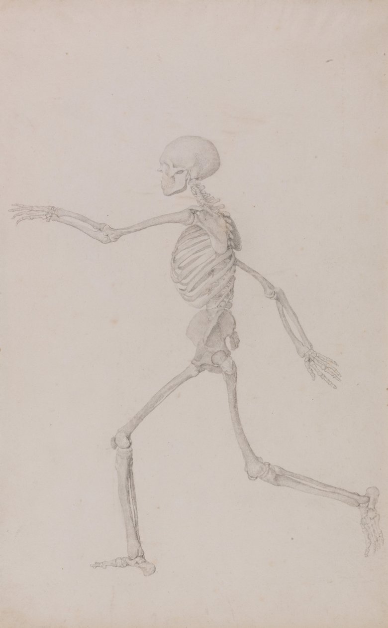 Vergleichende anatomische Darstellung der Struktur des menschlichen Körpers mit der eines Tigers und einer Kuh von George Stubbs