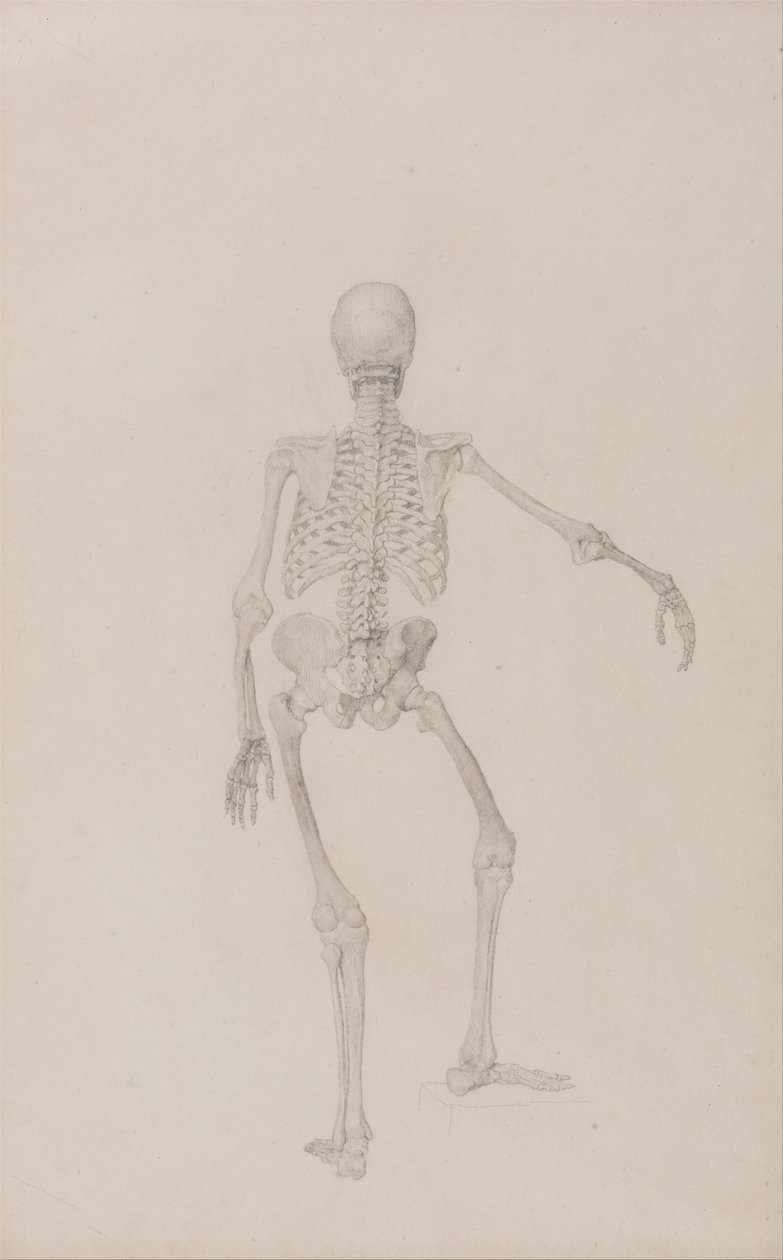 Vergleichende anatomische Darstellung der Struktur des menschlichen Körpers mit der eines Tigers und einer Kuh von George Stubbs