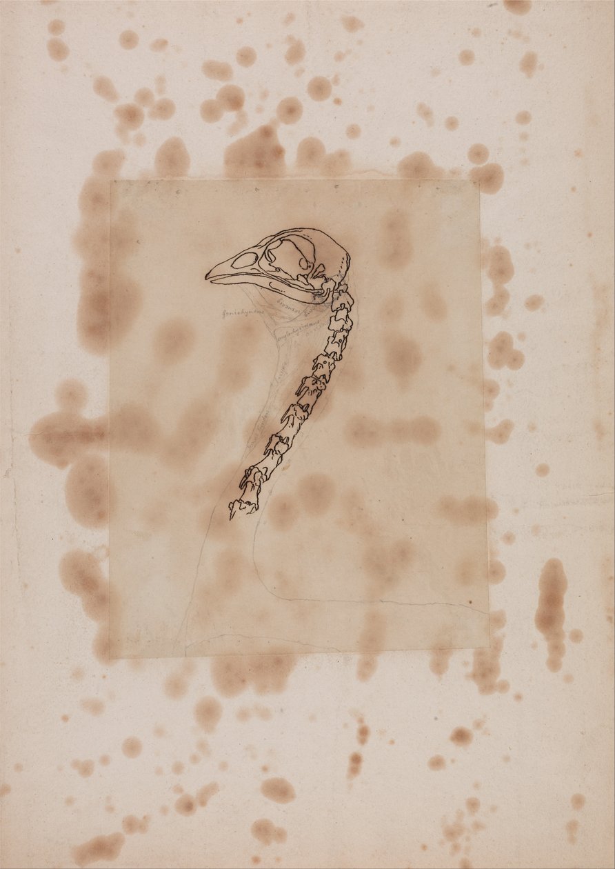 Vergleichende anatomische Darstellung der Struktur des menschlichen Körpers mit der eines Tigers und einer Kuh von George Stubbs