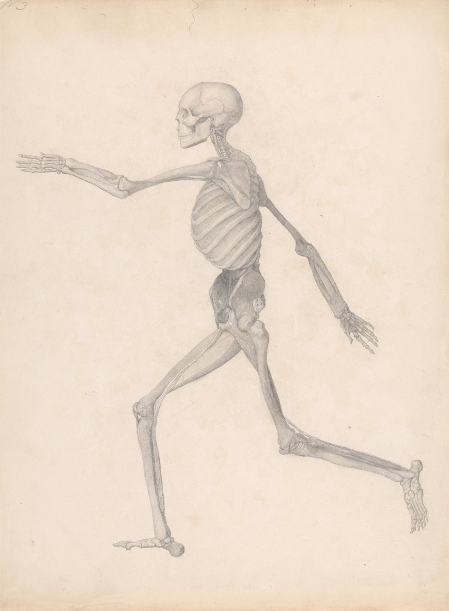Vergleichende anatomische Darstellung der Struktur des menschlichen Körpers mit der eines Tigers und einer Kuh von George Stubbs