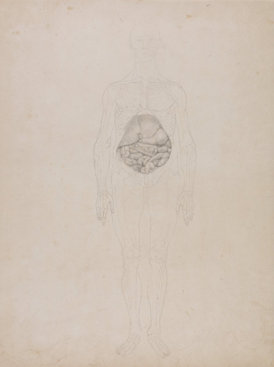 Vergleichende anatomische Darstellung der Struktur des menschlichen Körpers mit der eines Tigers und einer Kuh von George Stubbs