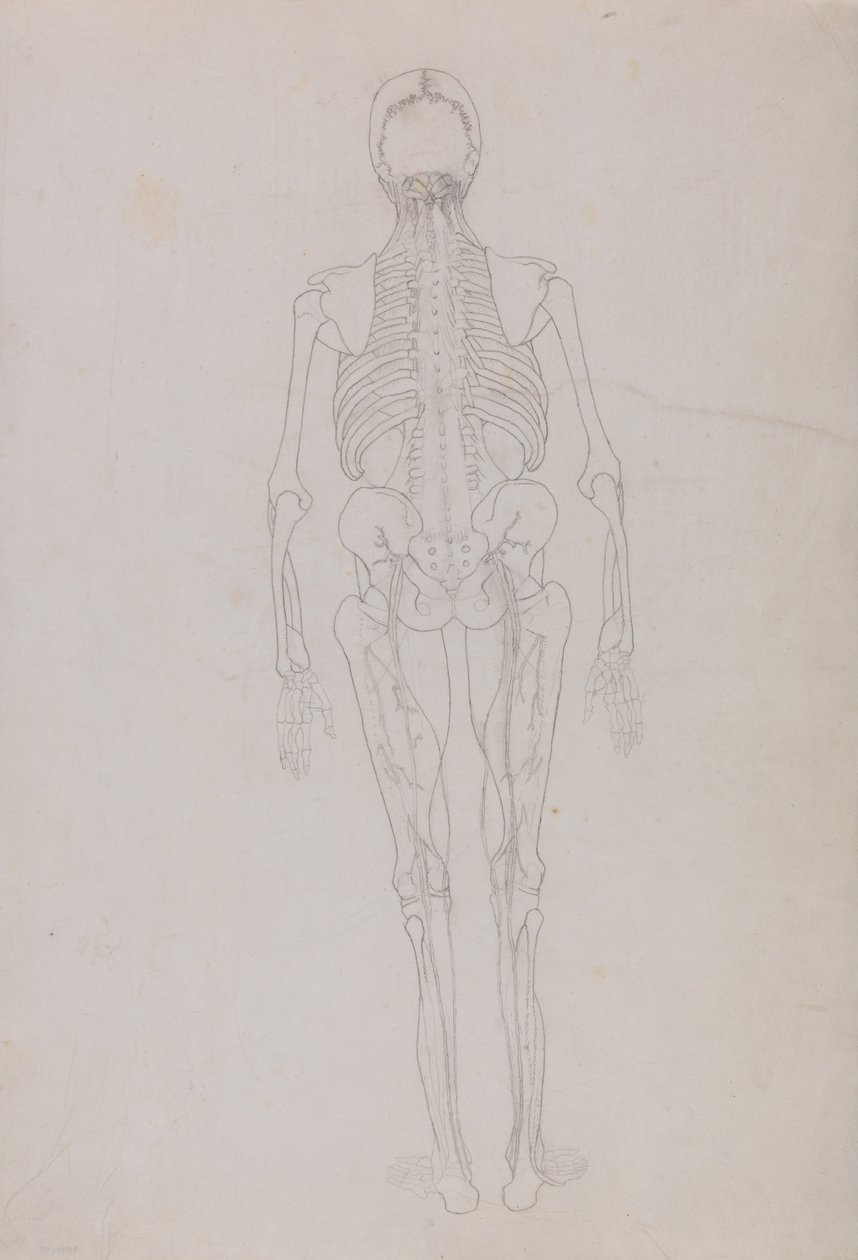 Vergleichende anatomische Darstellung der Struktur des menschlichen Körpers mit der eines Tigers und einer Kuh von George Stubbs