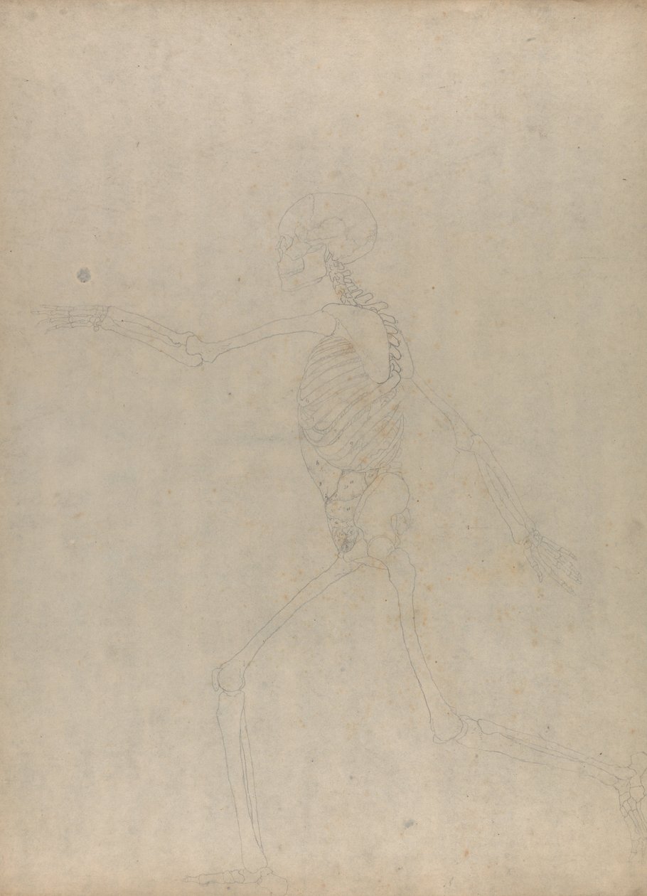 Vergleichende anatomische Darstellung der Struktur des menschlichen Körpers mit der eines Tigers und einer Kuh von George Stubbs