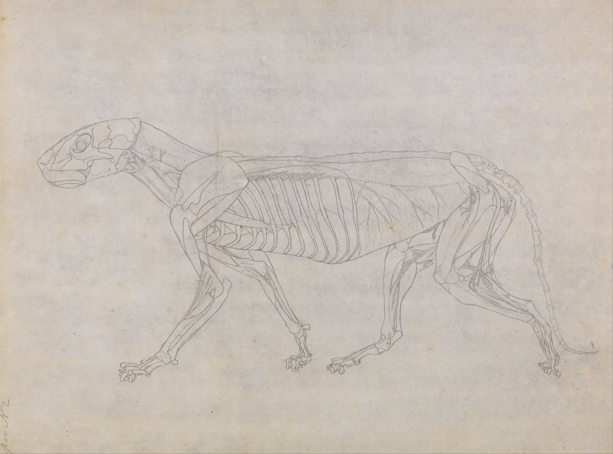 Ein vergleichender anatomischer Exposition der Struktur des menschlichen Körpers mit der eines Tigers und einer Kuh von George Stubbs