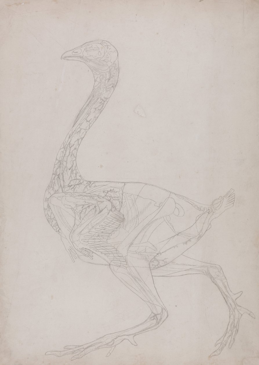 Vergleichende anatomische Darstellung der Struktur des menschlichen Körpers mit der eines Tigers und einer Kuh von George Stubbs