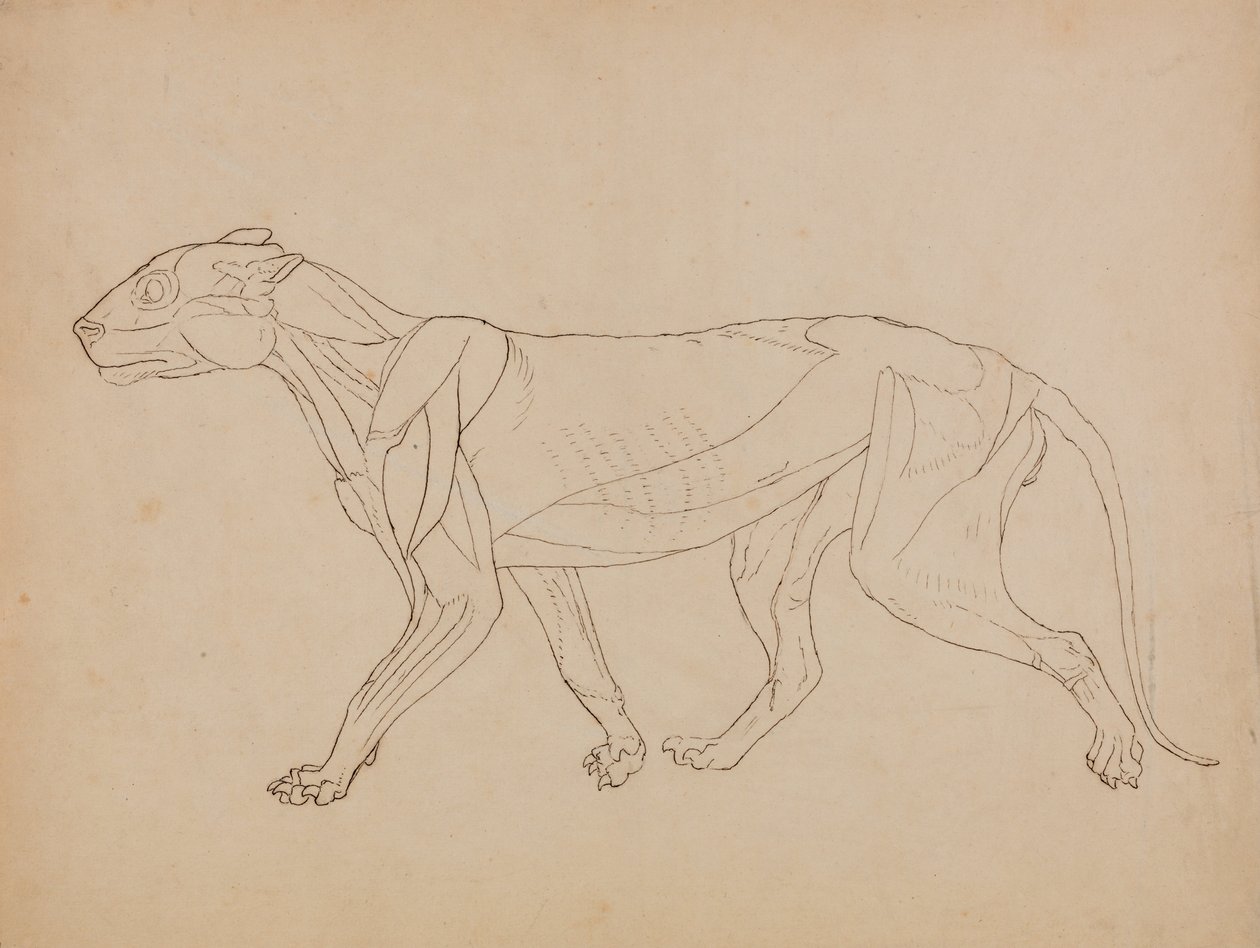 Vergleichende anatomische Darstellung der Struktur des menschlichen Körpers mit der eines Tigers und einer Kuh von George Stubbs