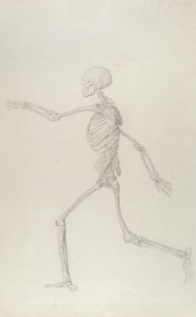 Menschliches Skelett, Seitenansicht von links, laufend, Illustration aus 