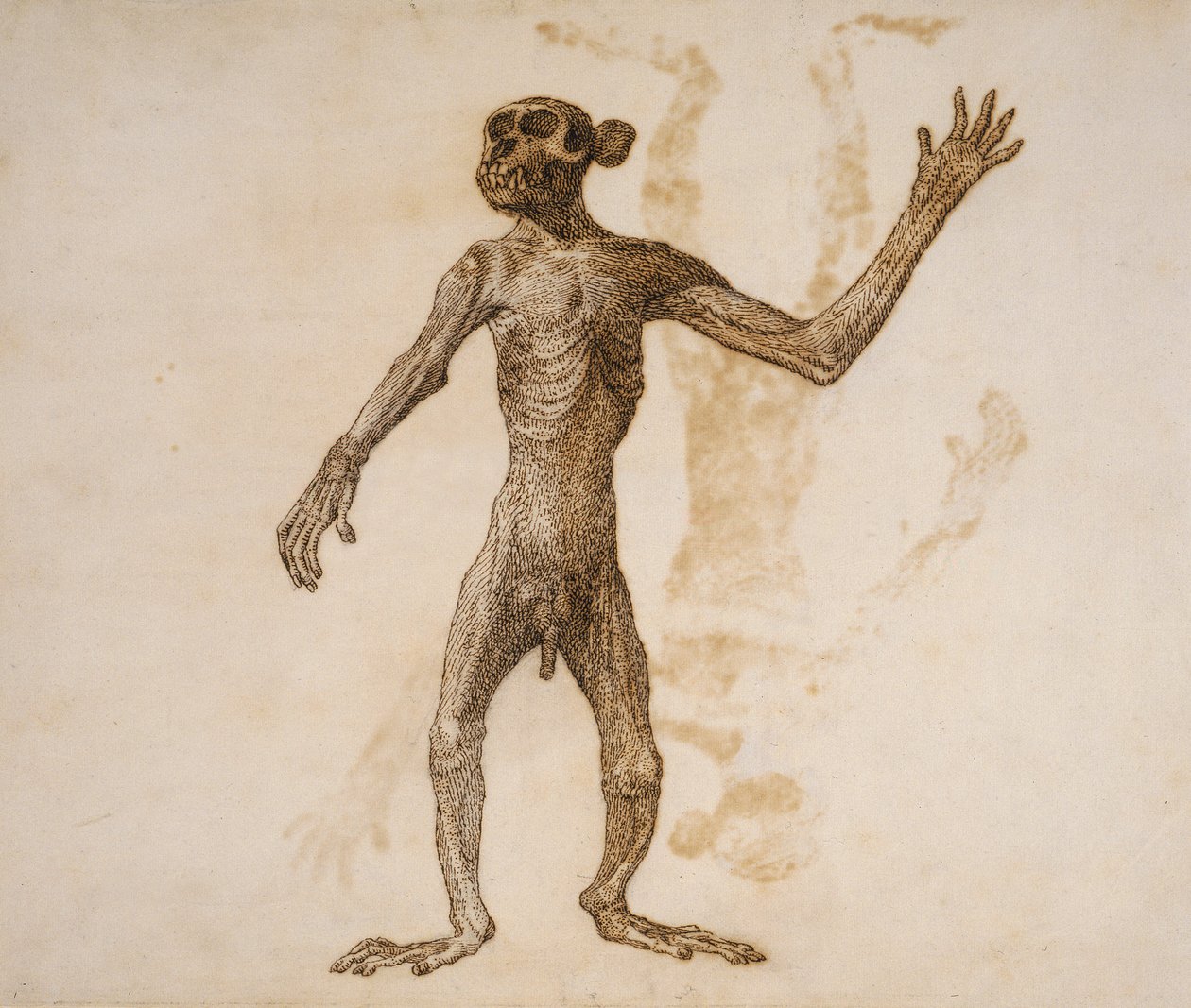 Affe stehend, vordere Ansicht von George Stubbs