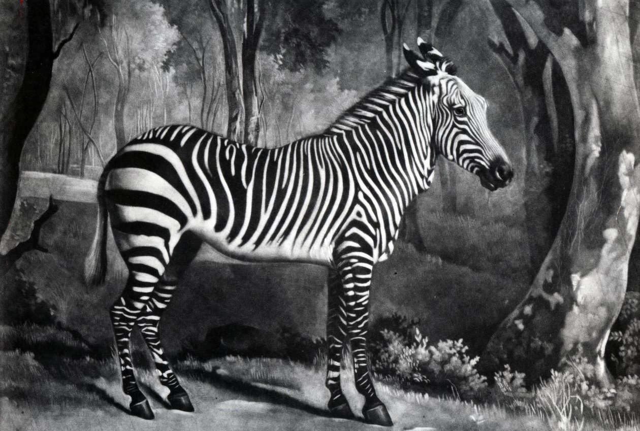 Die Sebra oder Wildesel, graviert von George Townley Stubbs, 1771 von George Stubbs