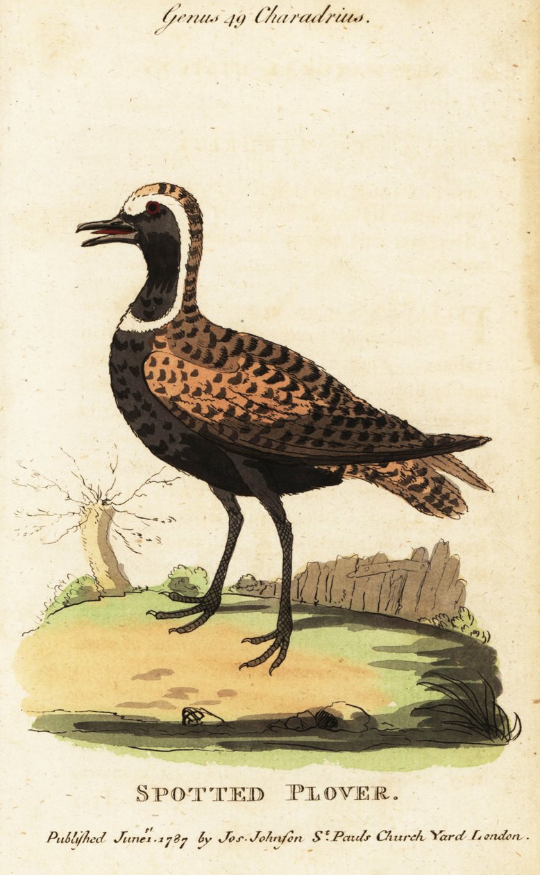 Amerikanischer Goldregenpfeifer oder Fleckenregenpfeifer, Pluvialis dominica von George (after) Edwards