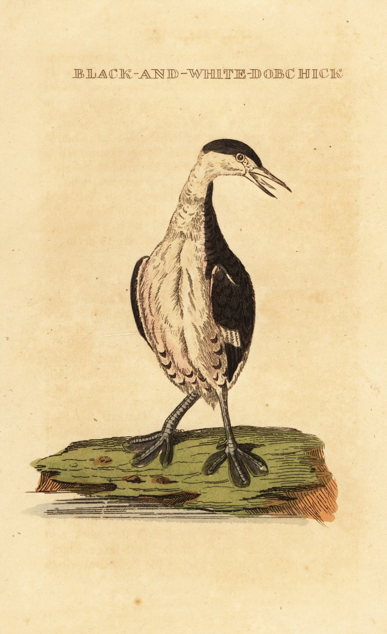 Ohrentaucher, jung, Podiceps auritus von George (after) Edwards