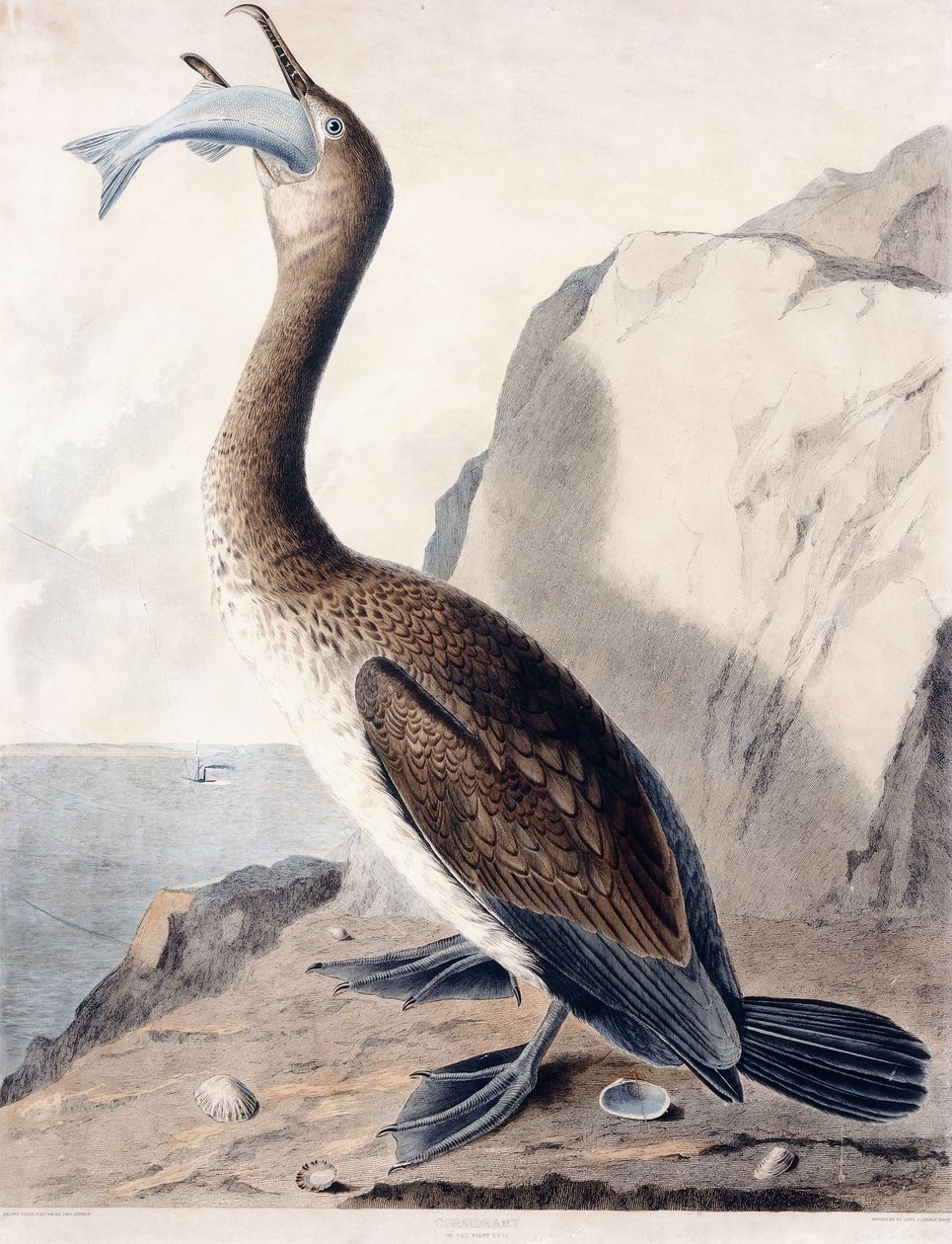Kormoran (im ersten Jahr), um 1841 von George (after) Shield