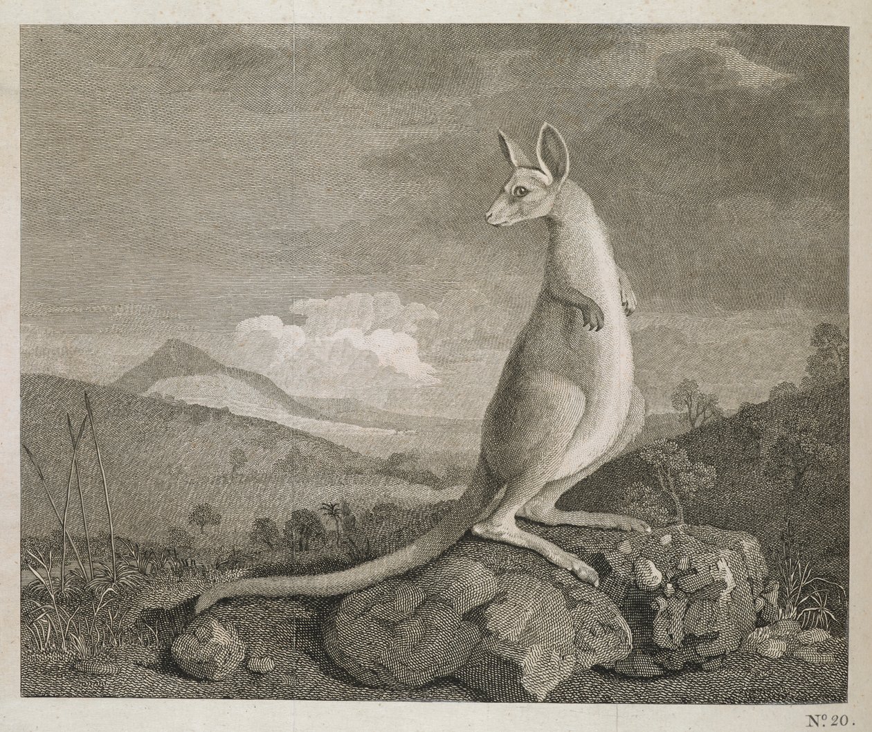 Ein Tier an der Küste von New Holland namens Känguru von George (after) Stubbs