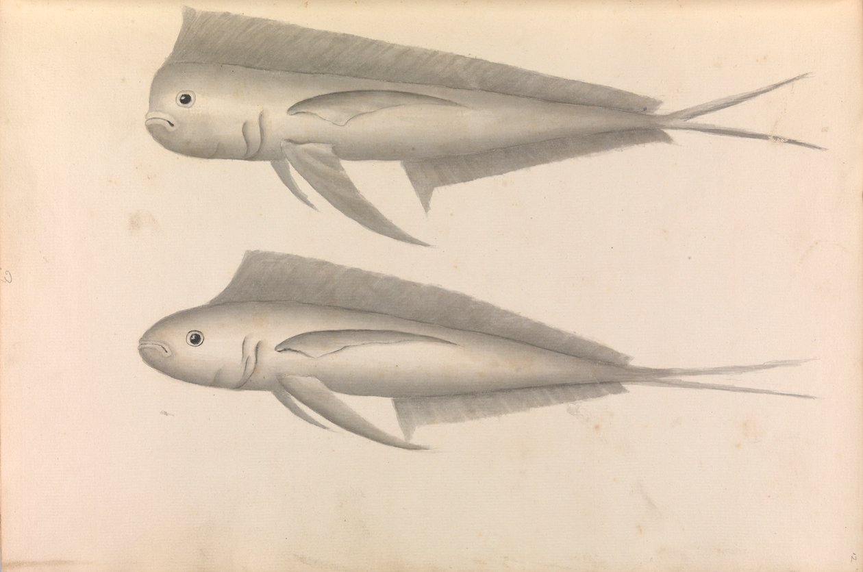 Bericht über die Weltreise von Commodore George Anson von George Anson