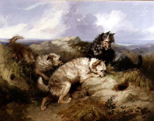 Ein Dandy Dinmont und zwei Cairns beim Kaninchenjagen von George Armfield