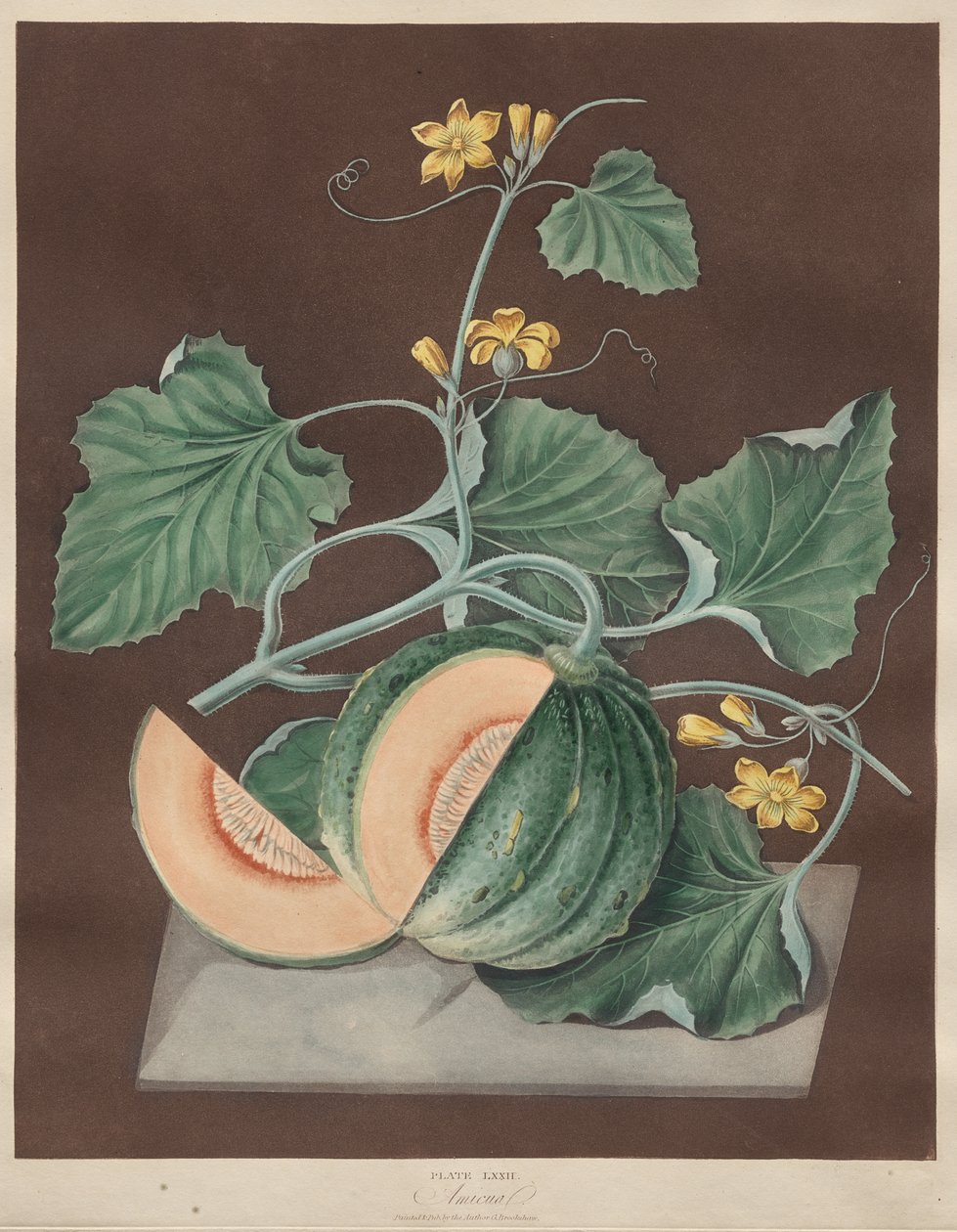 Pomona Britannica: Nr. 71 - Amicua (Melone) von George Brookshaw