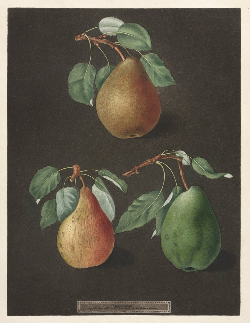 Pomona Britannica: Nr. 82 - Birnen, 1807 von George Brookshaw