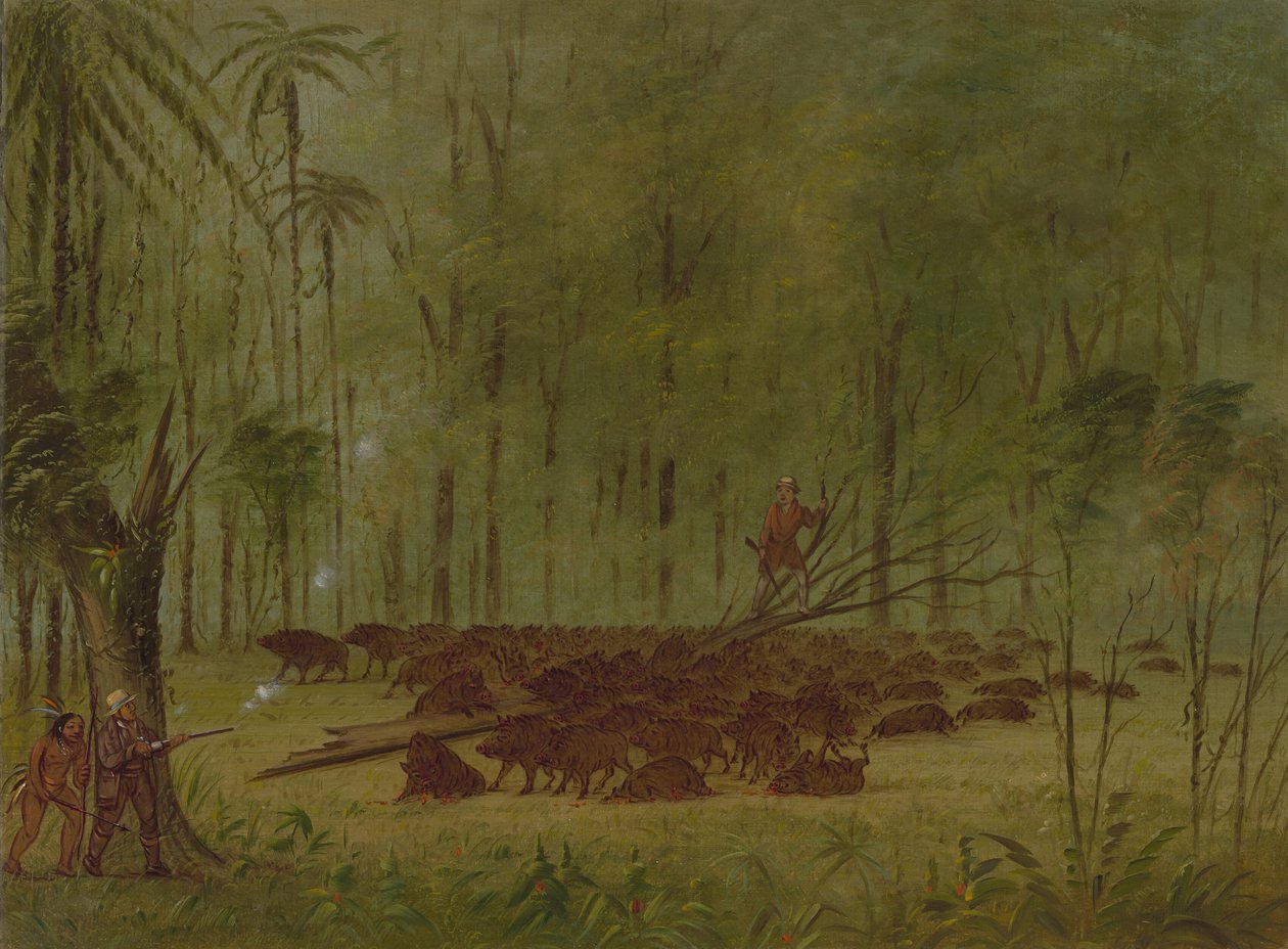 Ein Kampf mit Pekaris - Karibik, 1854-1869 von George Catlin