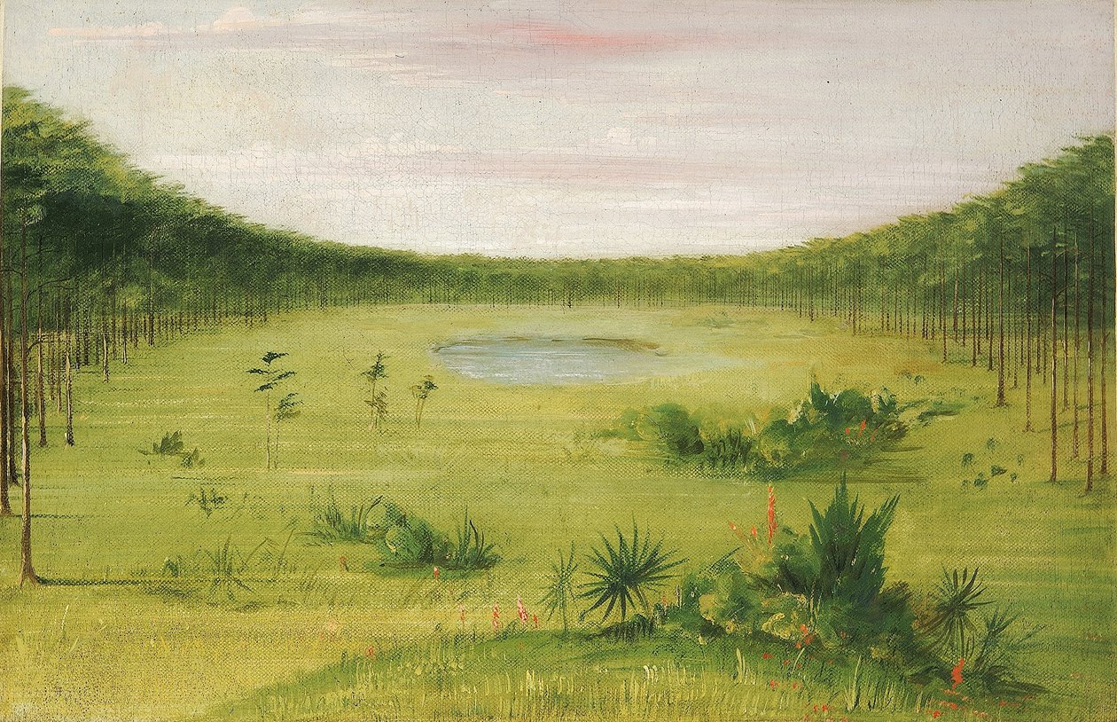 Schöne Savanne in den Kiefernwäldern Floridas von George Catlin