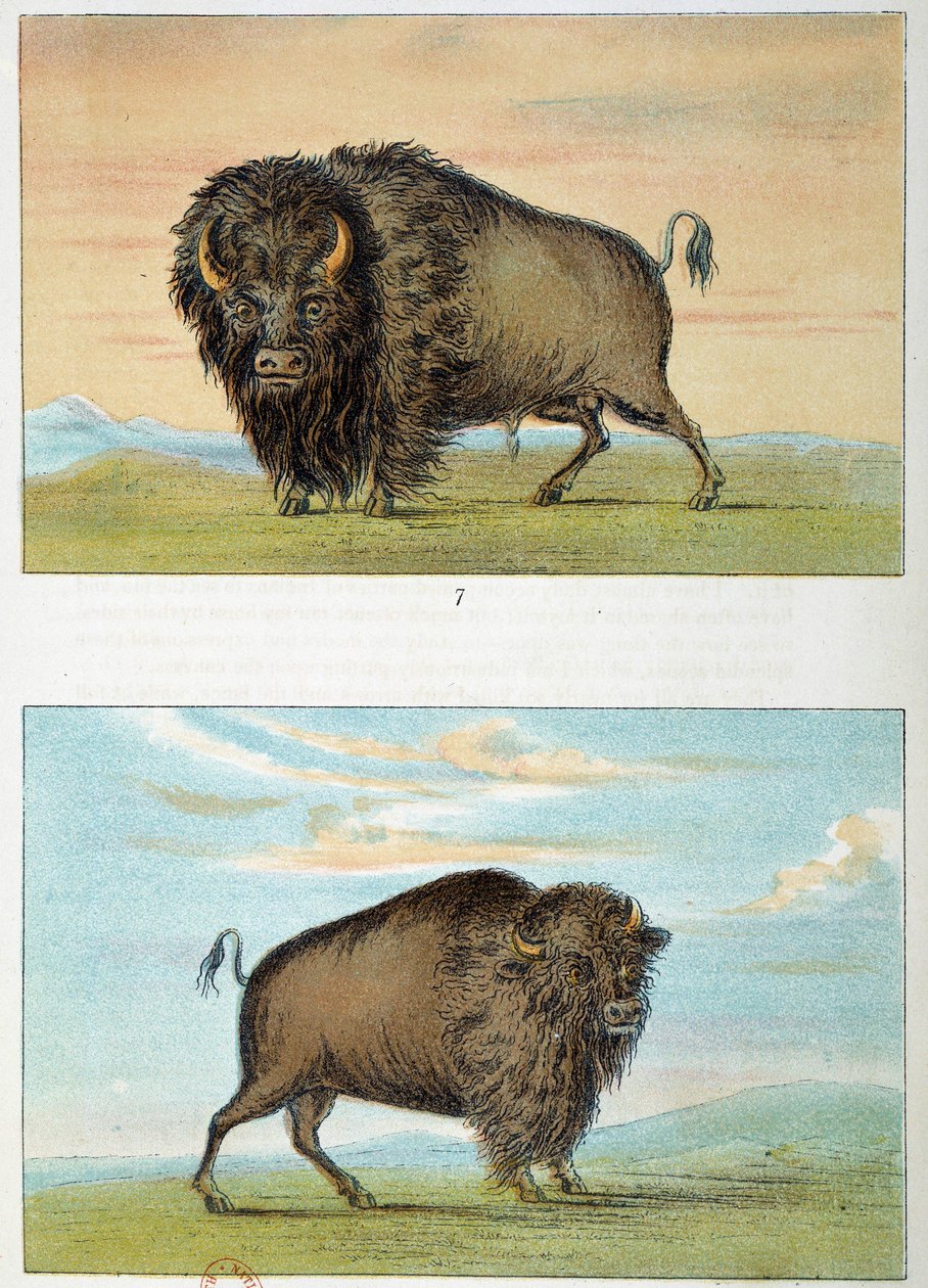 Bison, männlich und weiblich, Vereinigte Staaten. Illustration von George Catlin (1794-1872) von George Catlin
