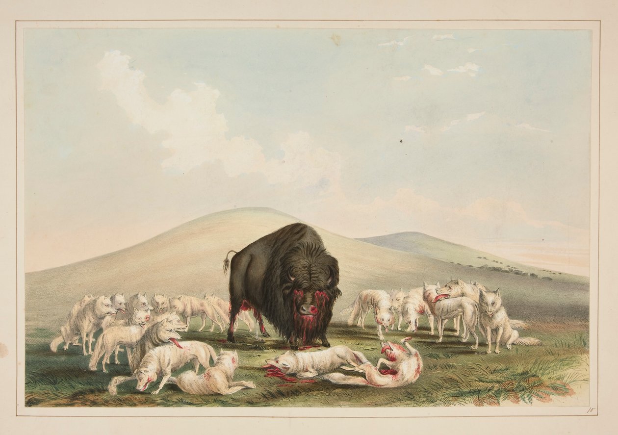Büffeljagd, Weiße Wölfe greifen einen Büffelbullen an, Platte 10 aus dem Nordamerikanischen Indianerportfolio von George Catlin