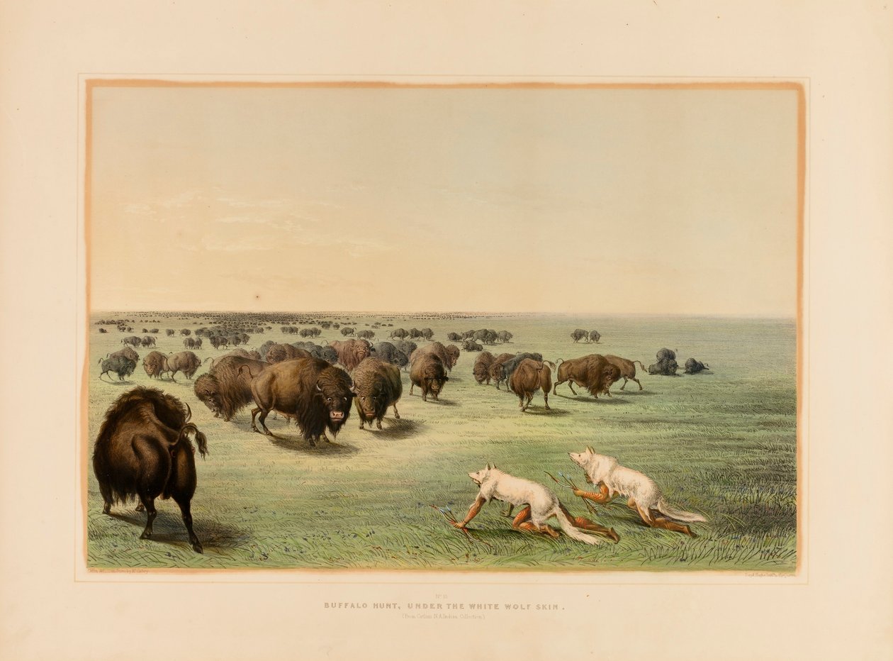 Büffeljagd, unter dem weißen Wolfspelz--Nr. 13 von George Catlin
