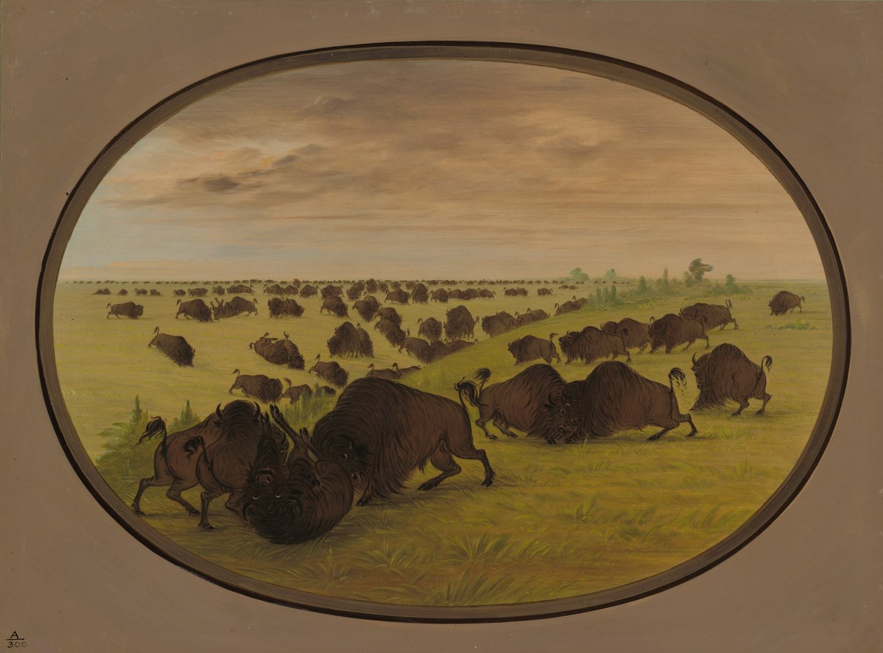 Kämpfende Stiere, 1861-1869 von George Catlin