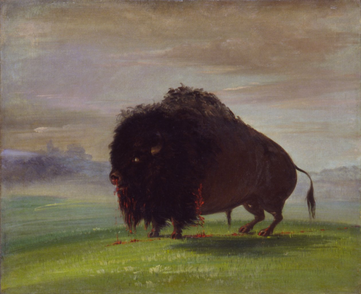Verwundeter Büffel, der sein Blut über die Prärien streut, 1832-1833 von George Catlin