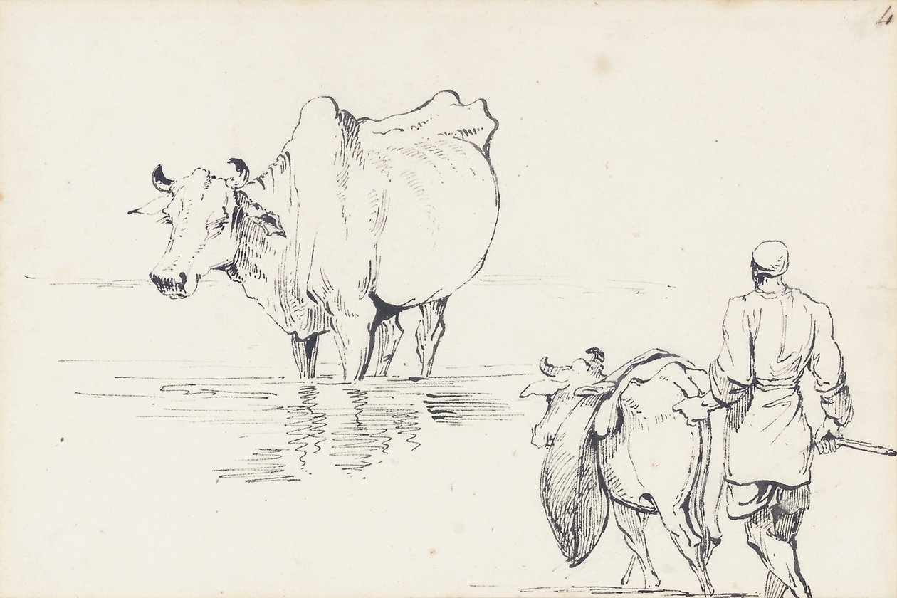 Studien von indischen Rindern von George Chinnery