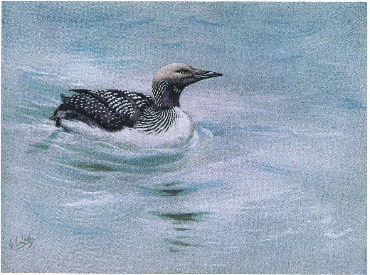 Prachttaucher von George Edward Lodge