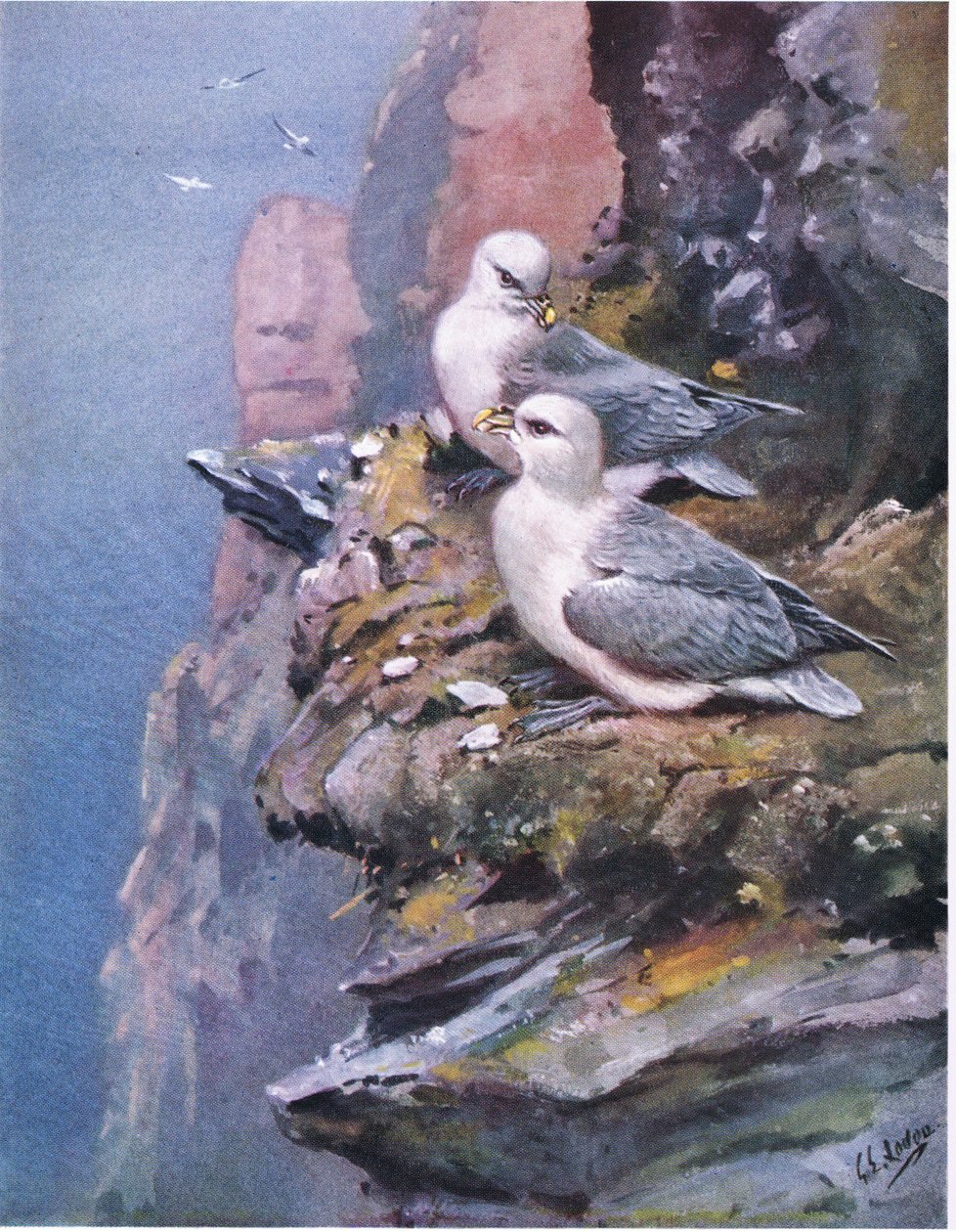 Eissturmvögel von George Edward Lodge