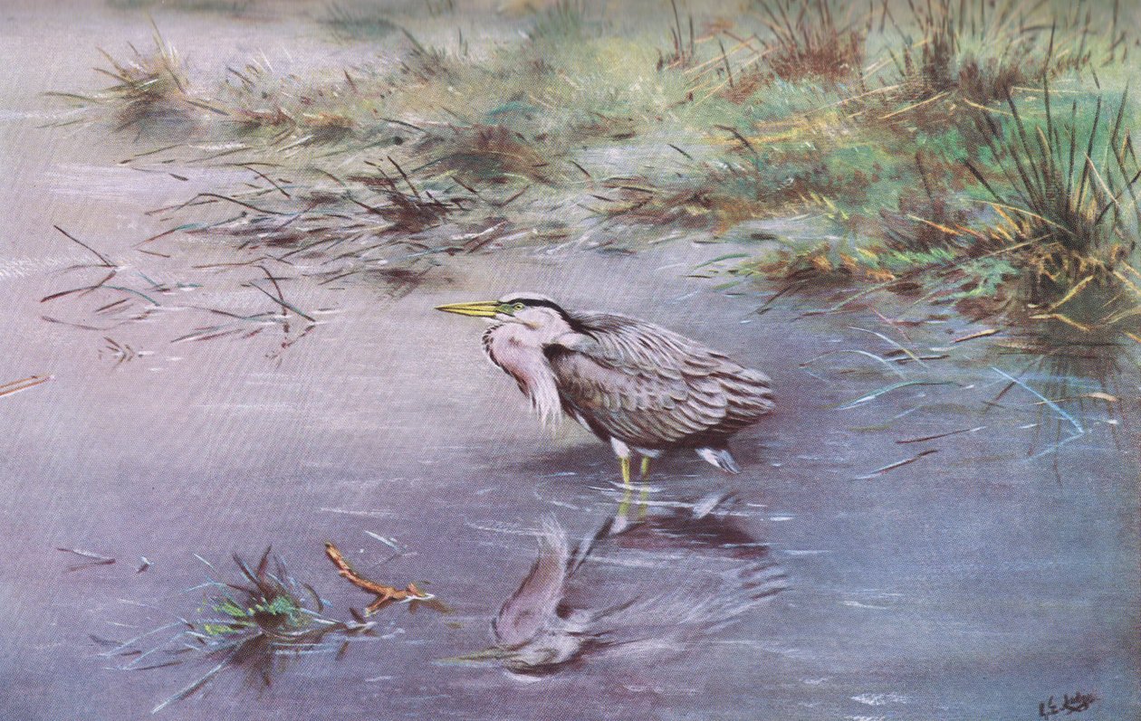 Graureiher von George Edward Lodge