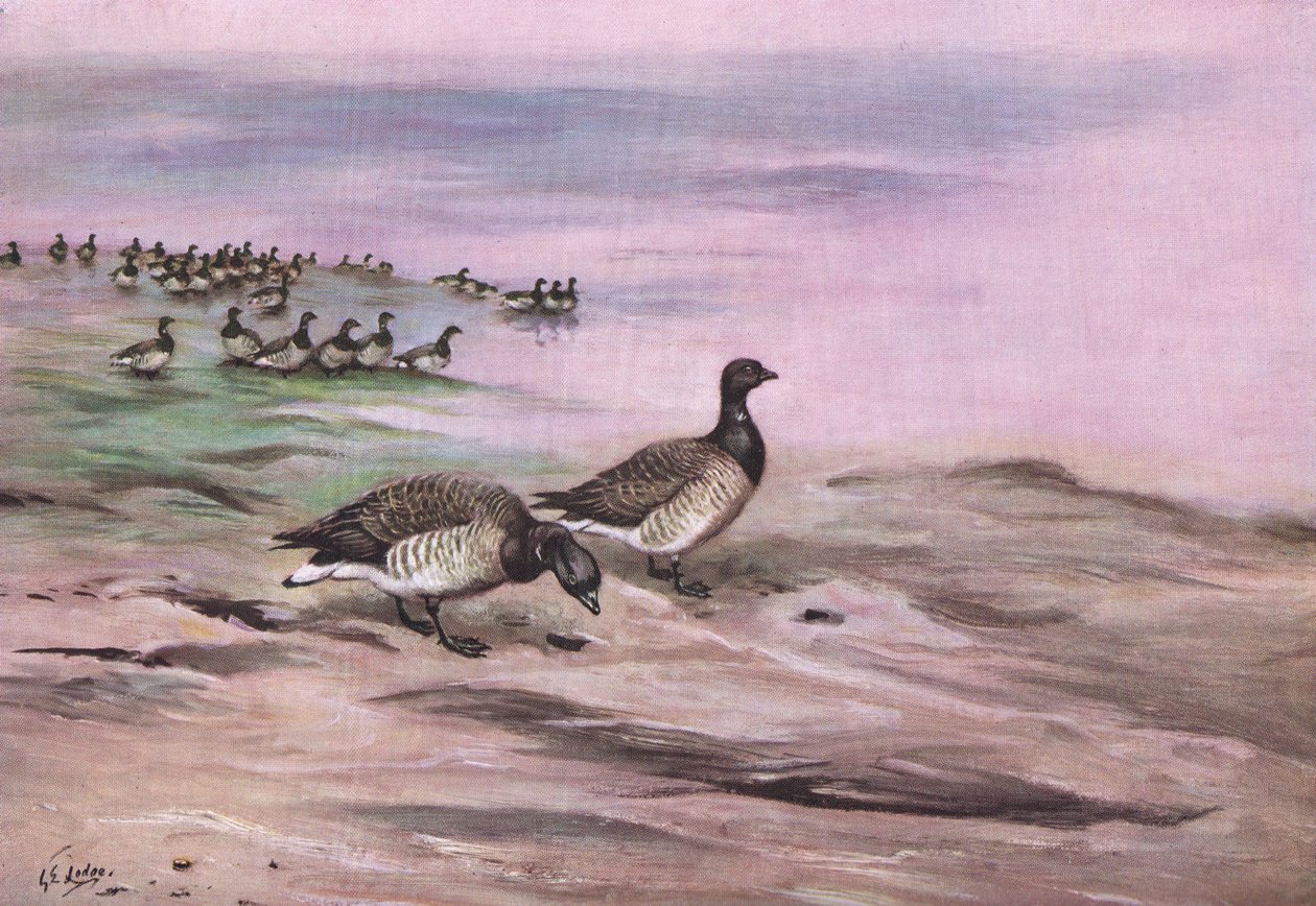 Hellbäuchige Ringelgans (Lithografie) von George Edward Lodge