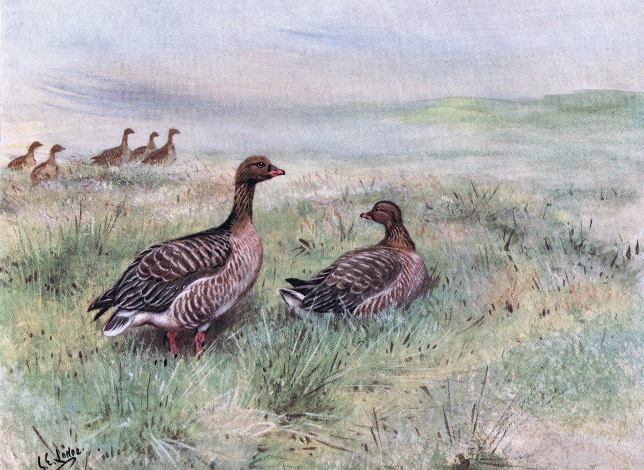 Kurzschnabelgänse von George Edward Lodge