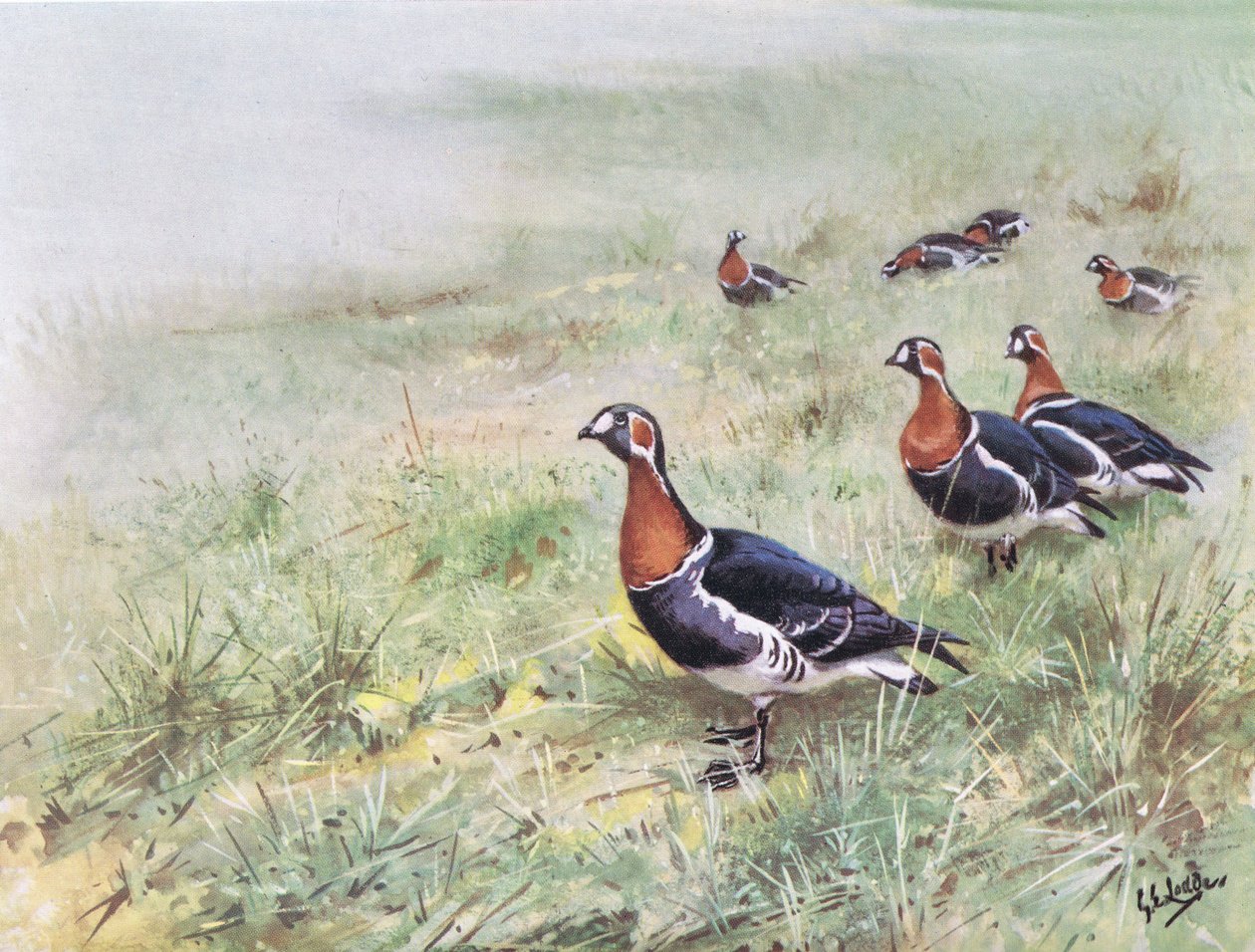 Rothalsgänse von George Edward Lodge