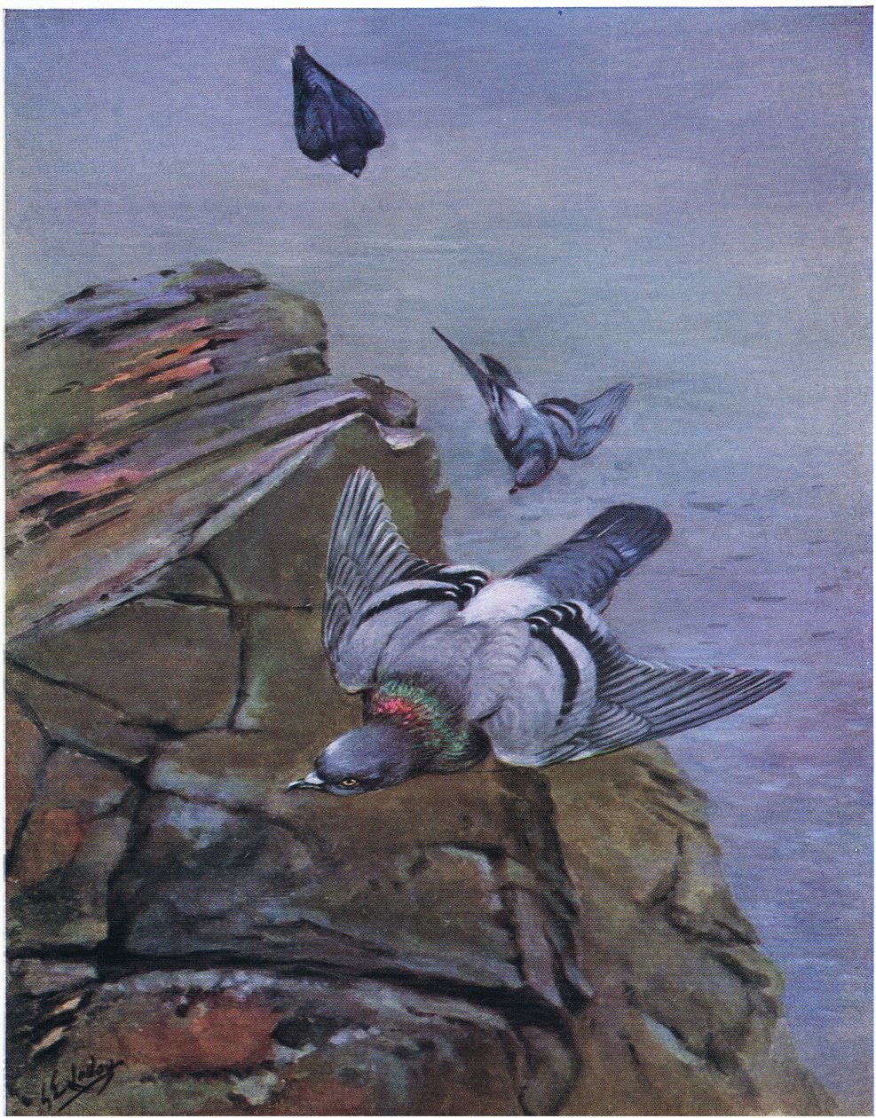 Felsentaube von George Edward Lodge