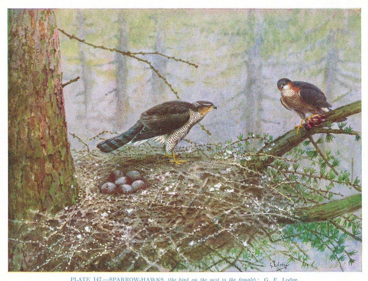 Sperber, Illustration aus 