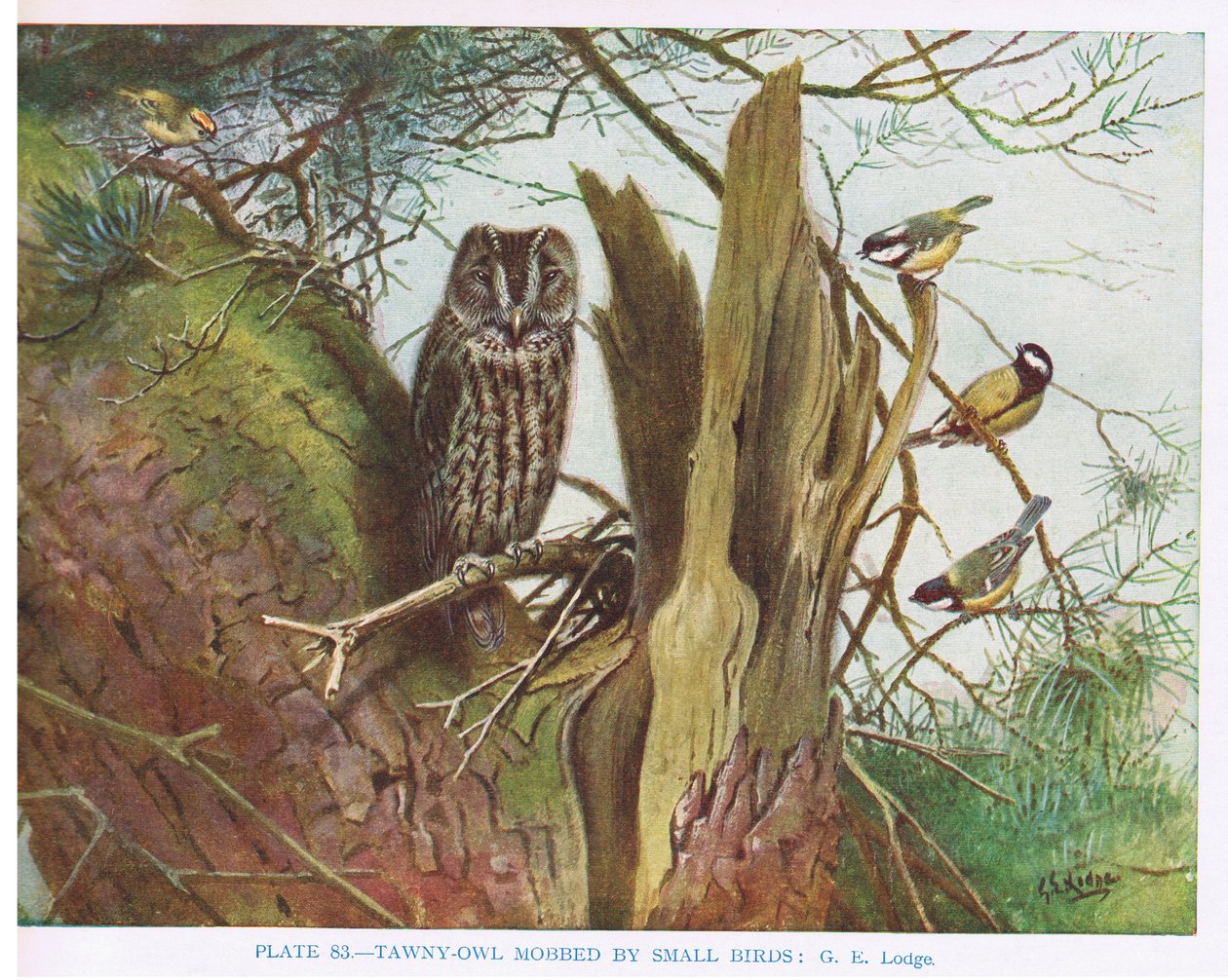 Waldkauz von kleinen Vögeln belästigt, Illustration aus 