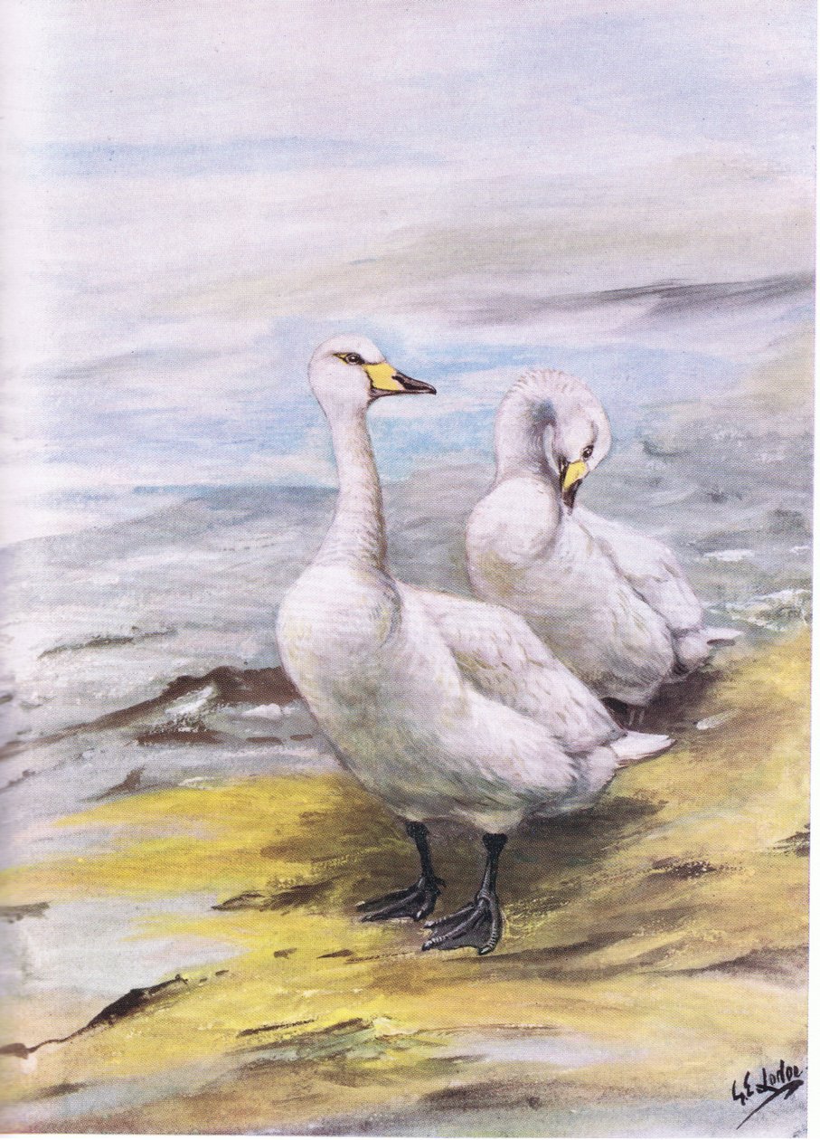 Singschwan von George Edward Lodge