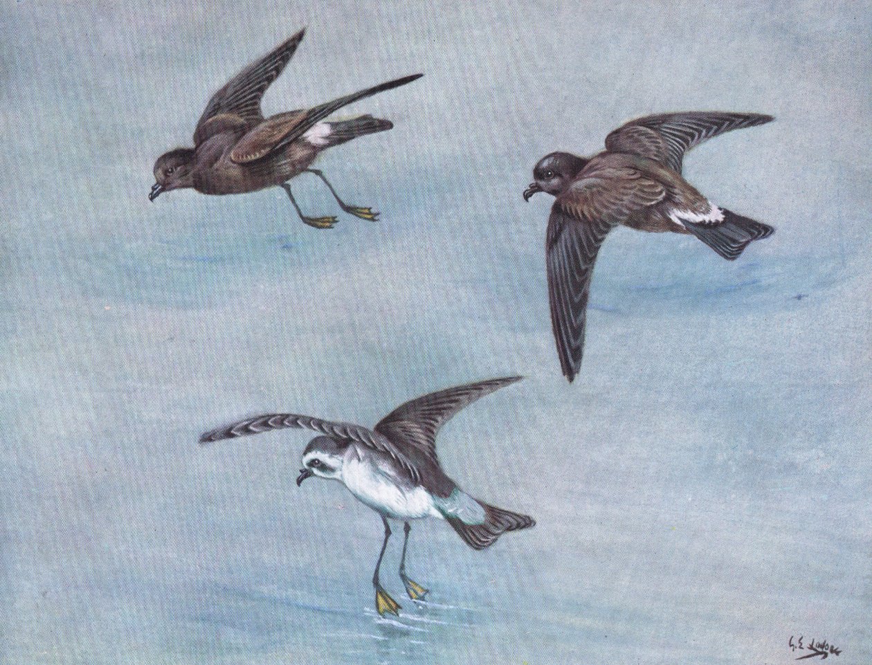 Wilsonsturmvogel, Harcourt- oder Madeira-Sturmvogel, Weißgesicht- oder Fregattensturmvogel von George Edward Lodge