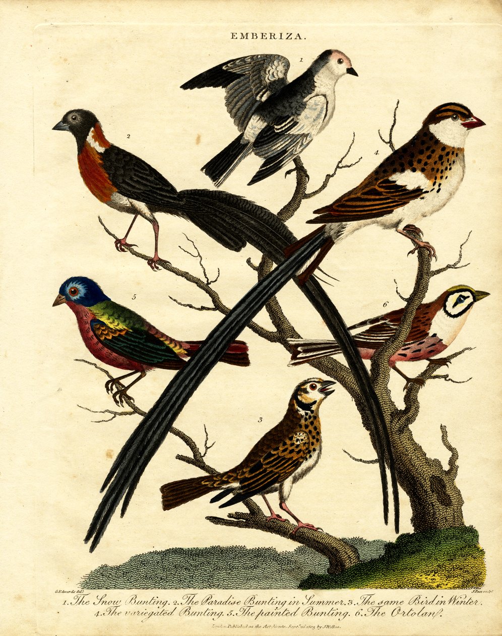 Ammern (Emberiza) von George Edwards