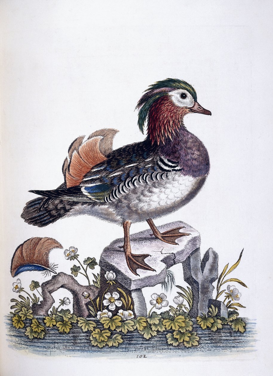 Chinesische Krickente, 1746 von George Edwards
