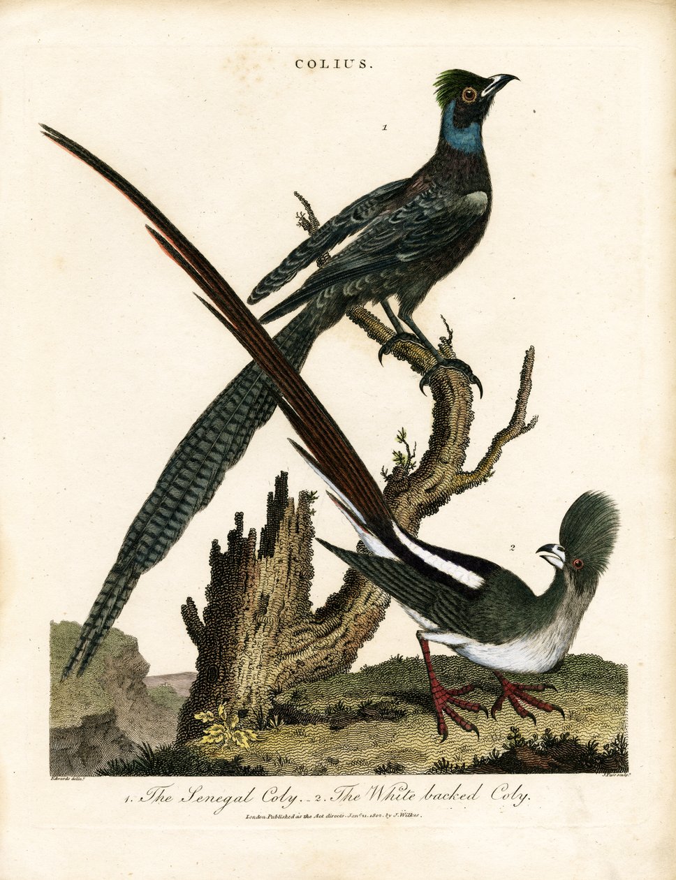 Glanzstare (Colius) von George Edwards