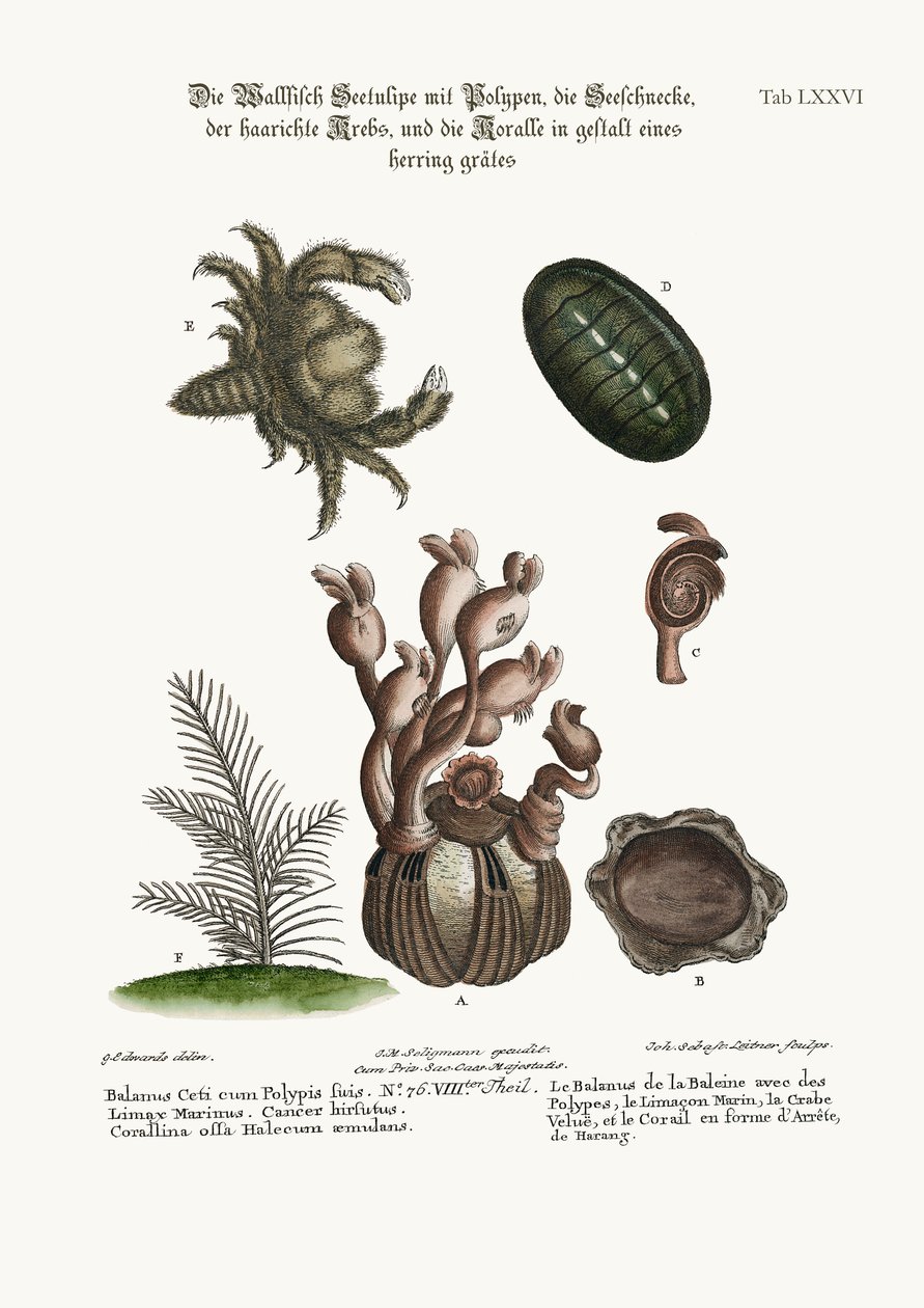 Der Balanus des Wals mit Polypen, die Limax Marina, die Haarige Krabbe und die Fischgrätenkoralle, 1749-73 von George Edwards