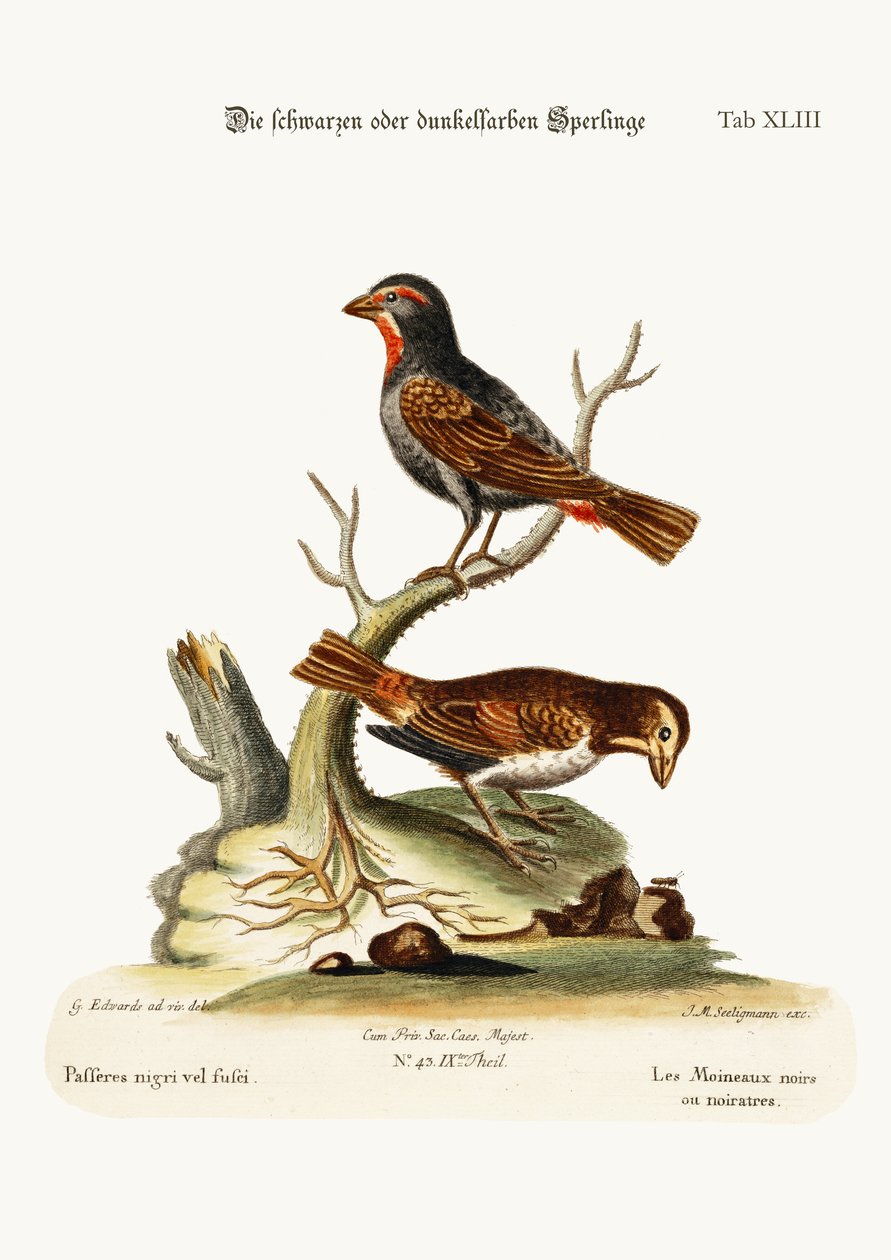 Die schwarzen oder dunklen Spatzen, 1749-73 von George Edwards